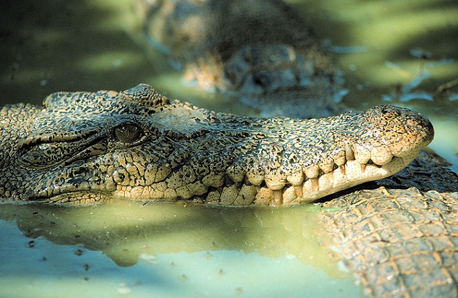 Croc Feeding Frenzy - Photos