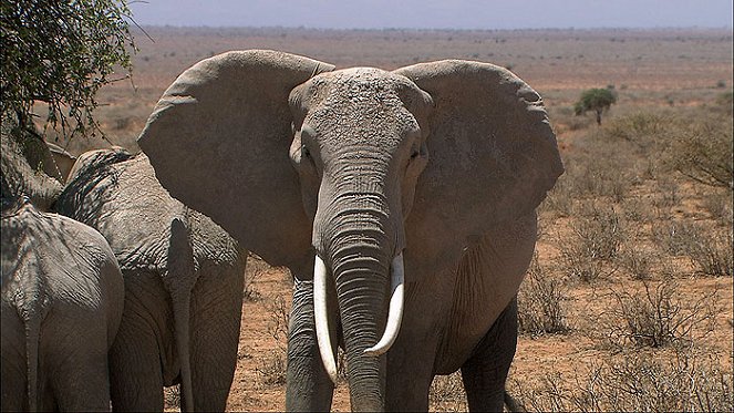 Do Animals Talk? Africa: African Elephants - Photos