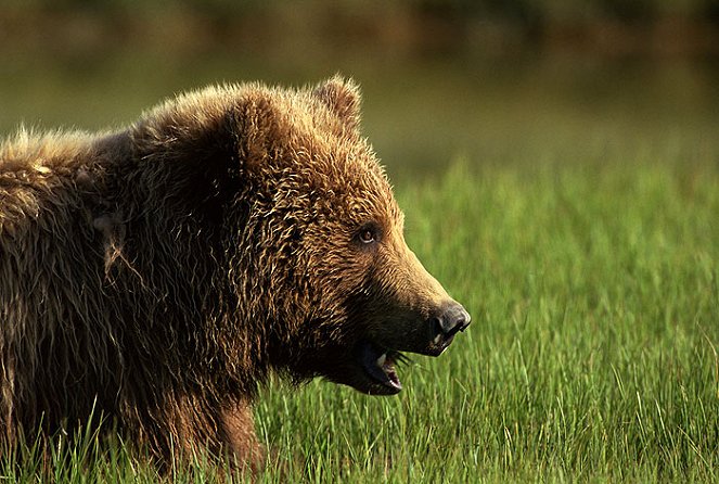 National Geographic Special: Search for the Ultimate Bear - Film