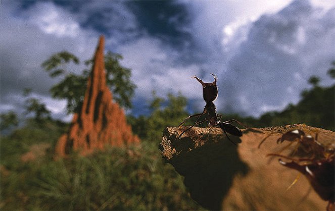 Vojna termitov - Z filmu