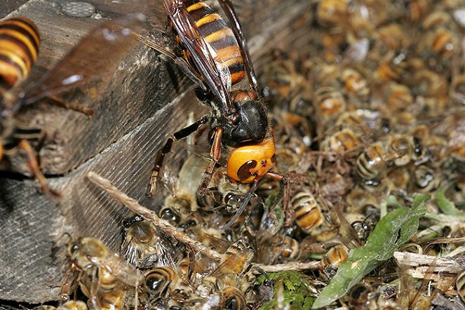 The Natural World - Season 25 - Buddha, Bees and the Giant Hornet Queen - Photos