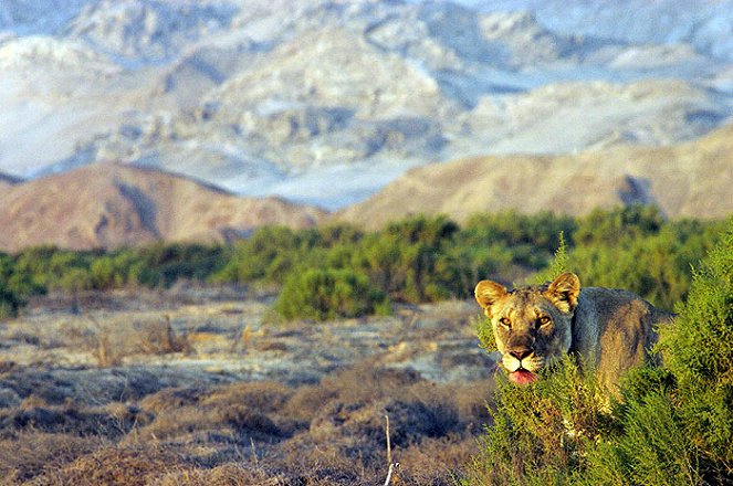 The Natural World - Season 25 - Desert Lions - Z filmu