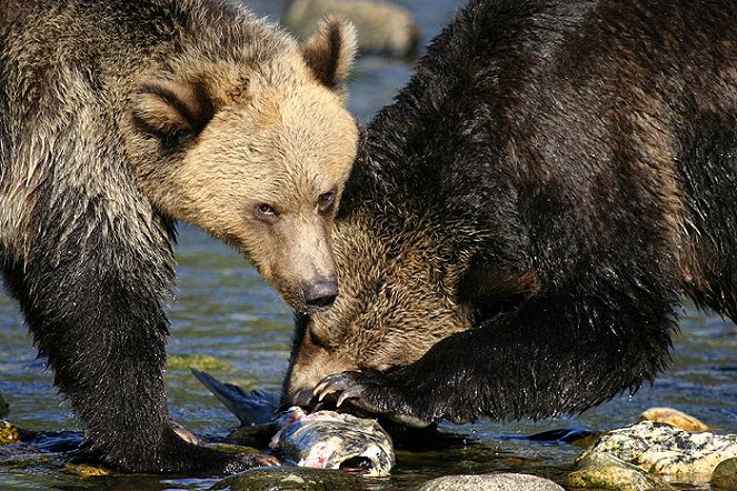 Grandes espectáculos de la naturaleza - De la película