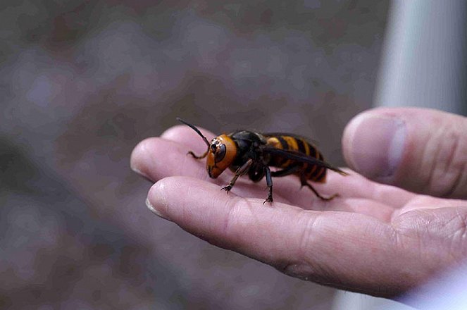 The Natural World - Buddha, Bees and the Giant Hornet Queen - Photos