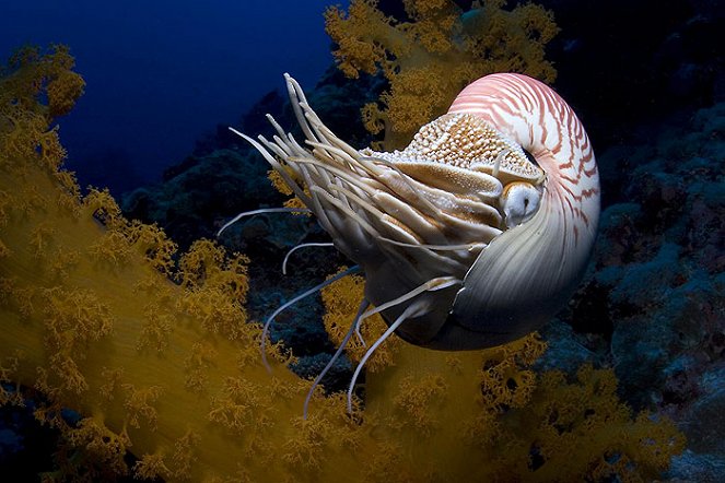 Under the Sea 3D - Filmfotók