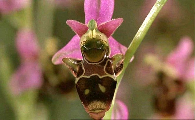 Microcosmos : Le peuple de l'herbe - Film