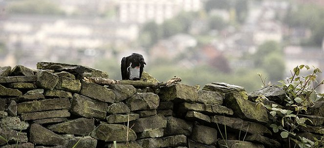 Four Lions - Photos