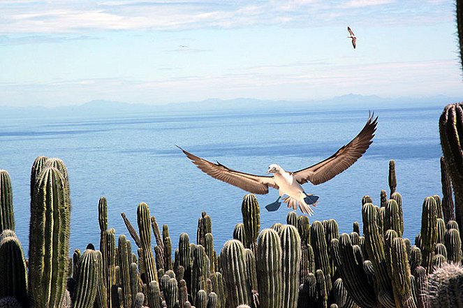 Univerzum: Baja - a másik Kalifornia - Filmfotók