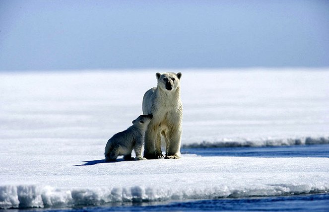 Arctic Tale - Photos