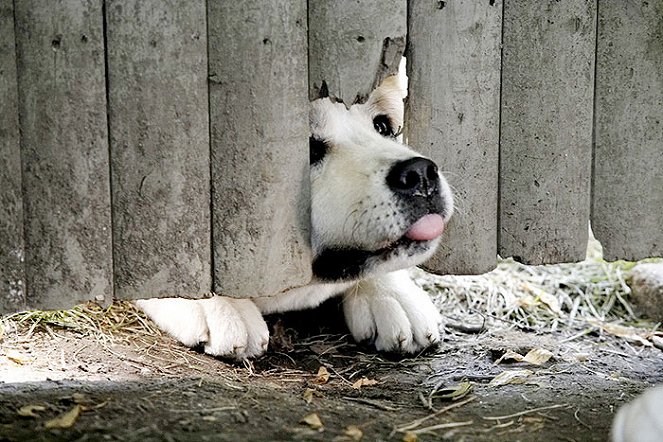 Hachiko - Amigo para Sempre - Do filme