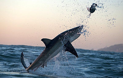 Air Jaws: Sharks of South Africa - Van film