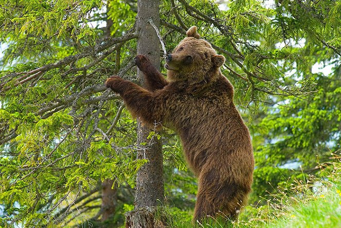 Medvěd na útěku - Z filmu