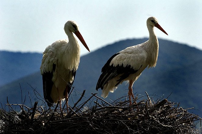 Return of the Storks - Photos