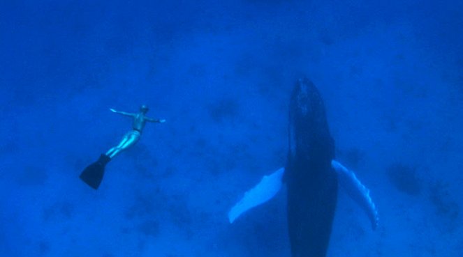 Zatoka delfinów - Z filmu