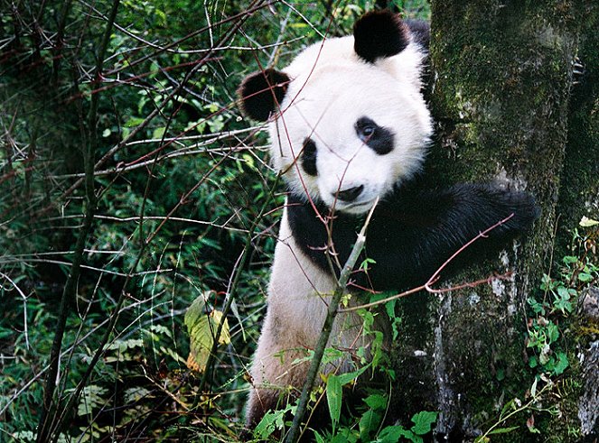 Pandas in the Wild - Do filme