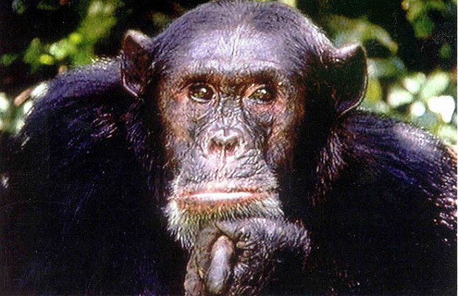 Chimps: The Dark Side - Photos