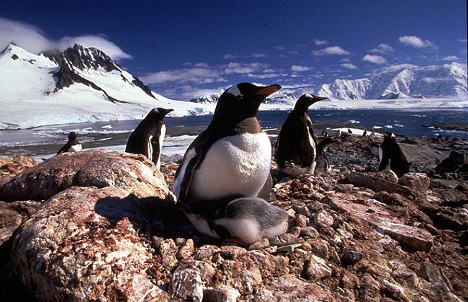 Pláž plná tučňáků - Z filmu
