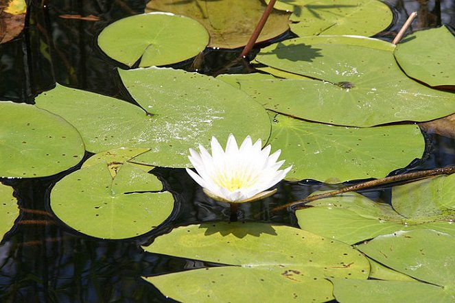 African Adventure: Safari in the Okavango - Photos