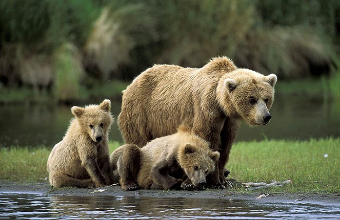 The Natural World - Polar Bears and Grizzlies: Bears on Top of the World - Do filme