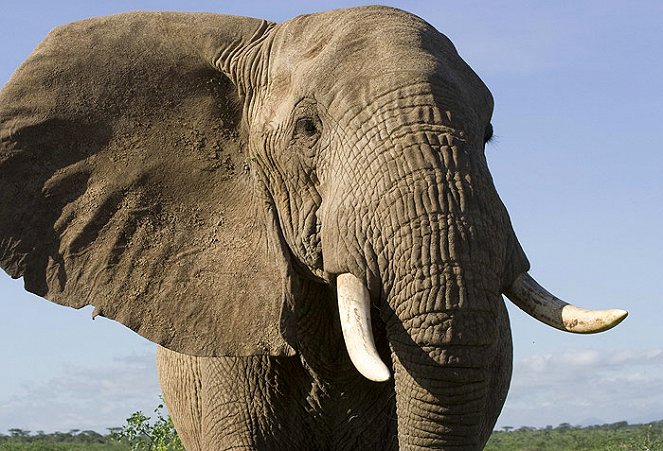 Elefanttien salaisuudet - Kuvat elokuvasta