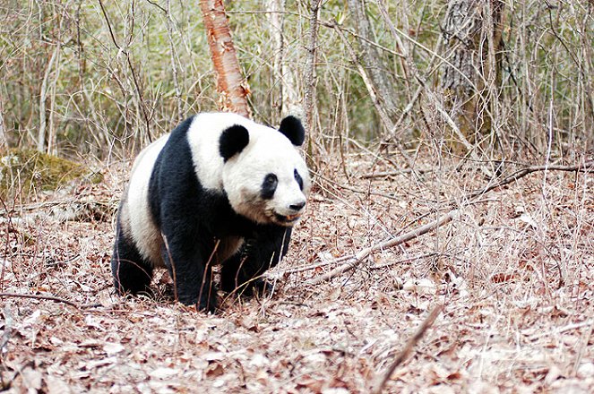 Pandas in the Wild - Kuvat elokuvasta
