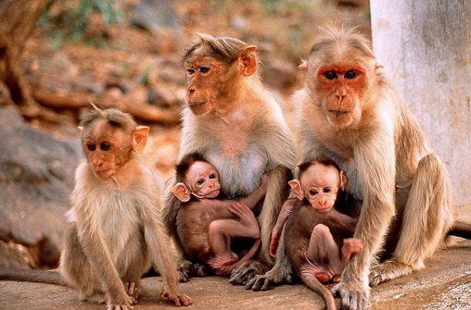 Bad Boy Monkeys of India - Photos