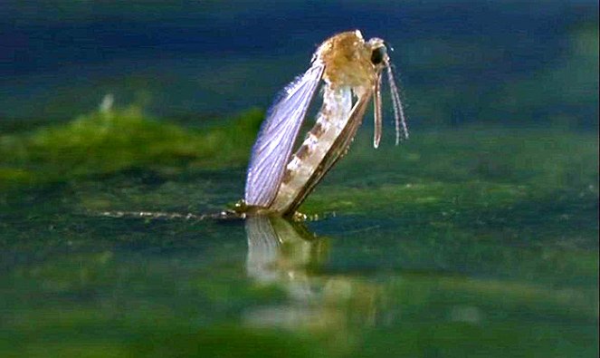 Microcosmos : Le peuple de l'herbe - Photos