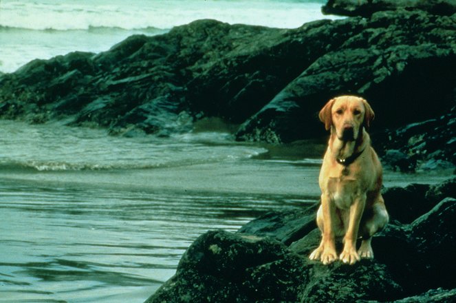 Dobrodružstvá Žltého psa - Z filmu