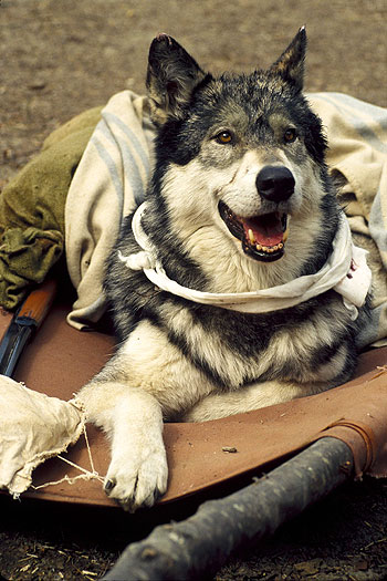Wolfsblut - Filmfotos - Hund Jed