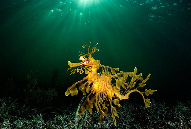 Under the Sea 3D - Filmfotos