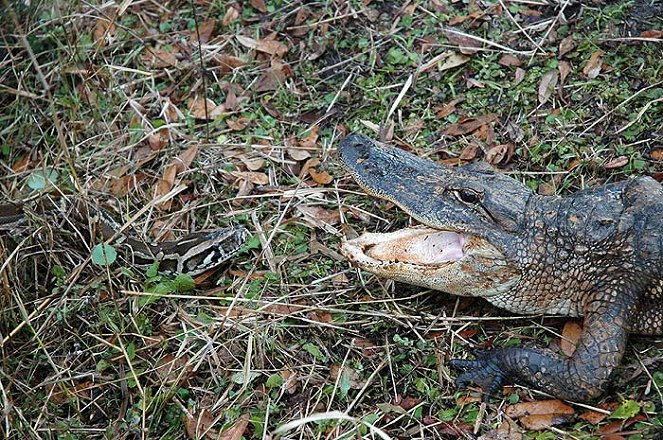 National Geographic Special: Python Invasion in the Everglades - De la película