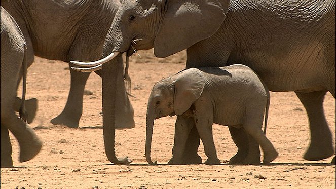 Do Animals Talk? Africa: African Elephants - Van film