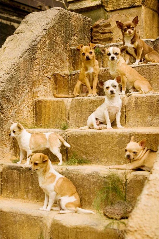 Beverly Hills Chihuahua - Do filme