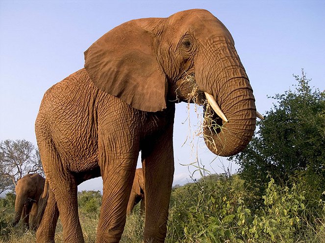 Natural World: Eye for an Elephant - Filmfotos