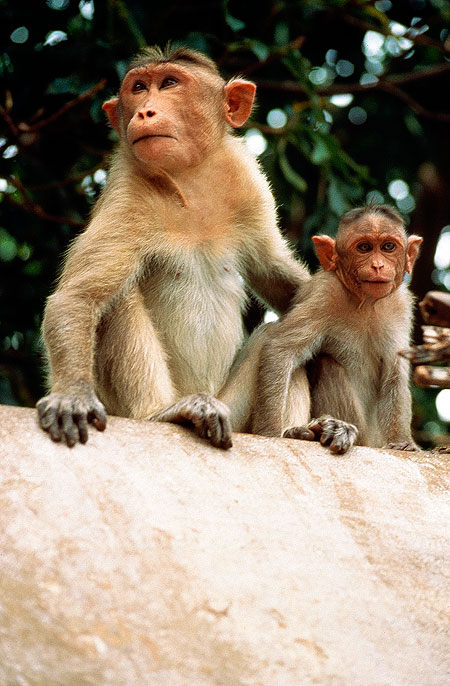 Bad Boy Monkeys of India - Photos