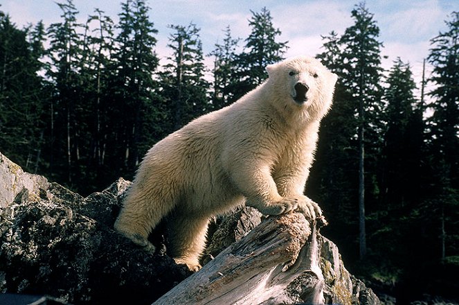 Alaska - Die Spur des Polarbären - Filmfotos