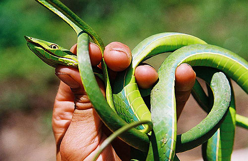 Amazonia vertical - Do filme