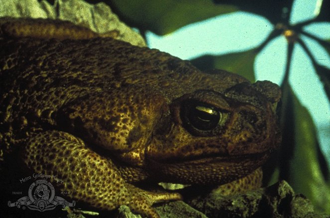 Frogs - Van film
