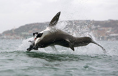 Akrobatische Haie: Die spektakulärsten Bilder - Filmfotos
