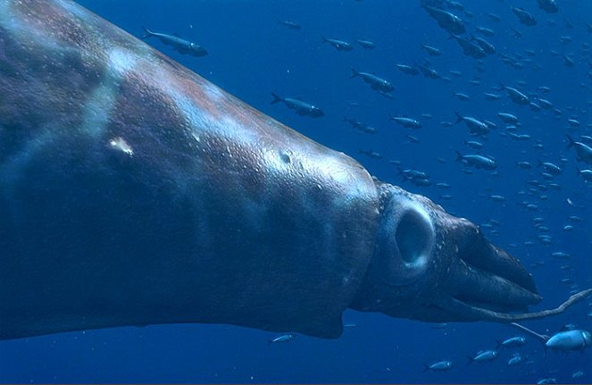 Gigantes del océano: Una aventura prehistórica 3-D - De la película