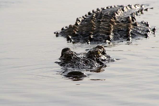 Monster Crocs - Van film
