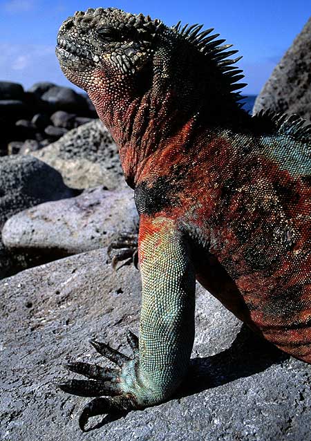 Galápagos - Kuvat elokuvasta