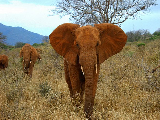 Natural World: Eye for an Elephant - Filmfotók