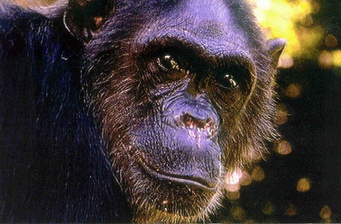 Temná duše šimpanzů - Z filmu