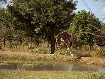 Wild Safari 3D - Kuvat elokuvasta