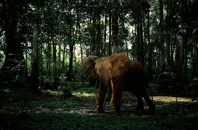 National Geographic Special: Gabon - Triumph of the Wild - Filmfotos