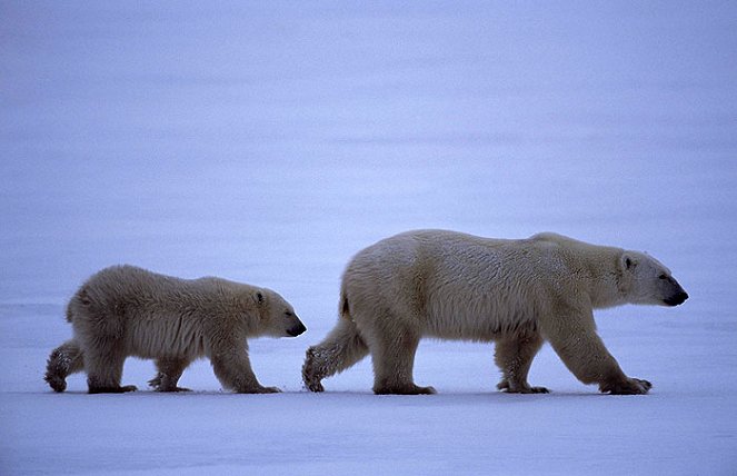 Natural World - Polar Bears and Grizzlies: Bears on Top of the World - Filmfotos