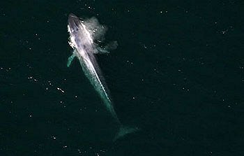 Blue Whale Odyssey - Do filme