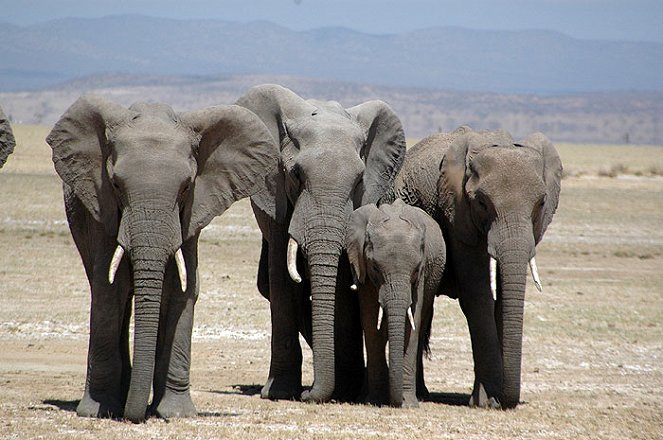 Do Animals Talk? Africa: African Elephants - Do filme