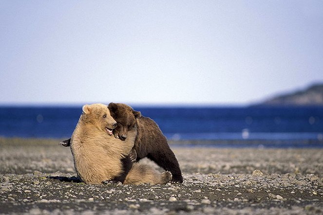 The Natural World - Polar Bears and Grizzlies: Bears on Top of the World - Van film